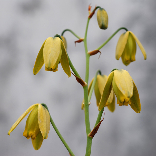 Albuca spiralis (Albuca spiralis)