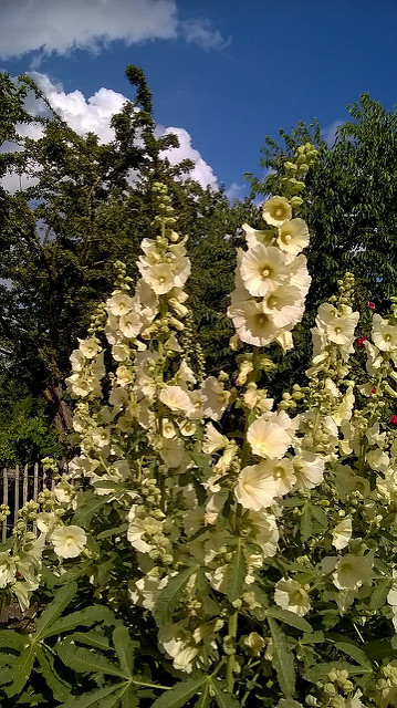 Rose trémière à feuilles de figuier