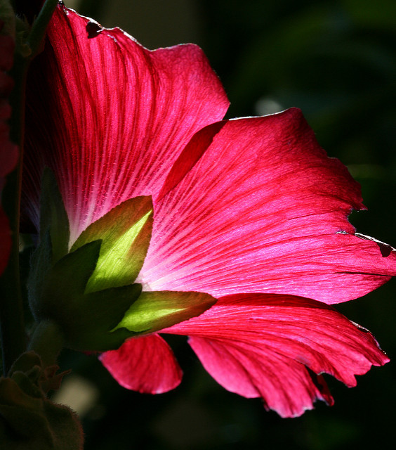 Rose trémière à feuilles de figuier