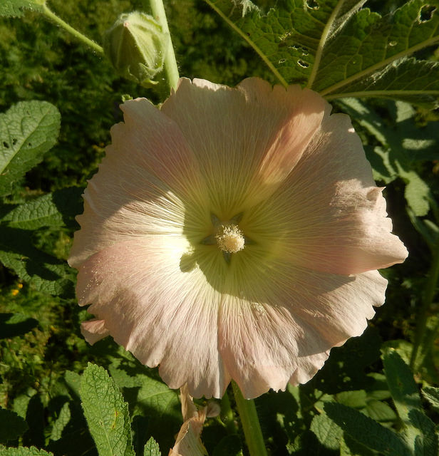 Rose trémière à feuilles de figuier