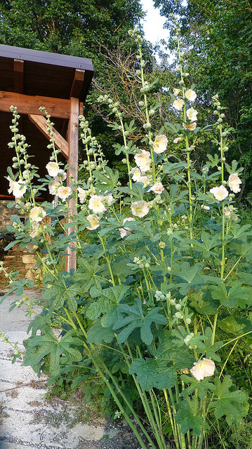 Rose trémière à feuilles de figuier