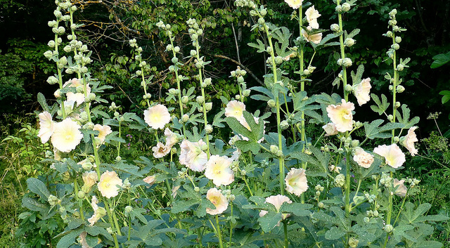 Rose trémière à feuilles de figuier (Alcea ficifolia)