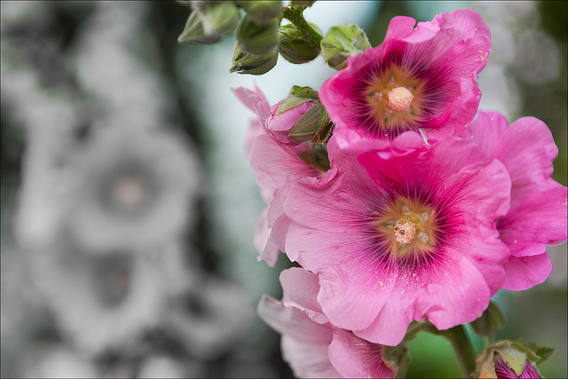 Guimauve pâle (Alcea pallida)