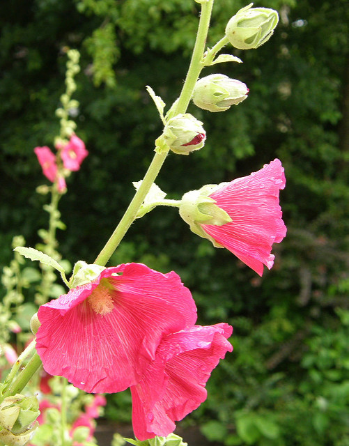 Rose trémière