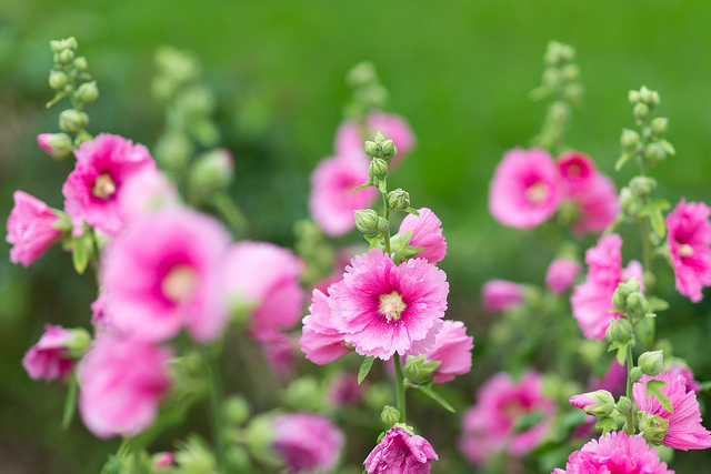Rose trémière