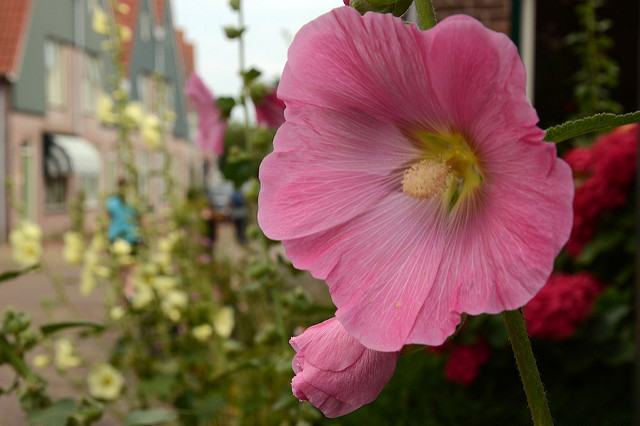 Rose trémière