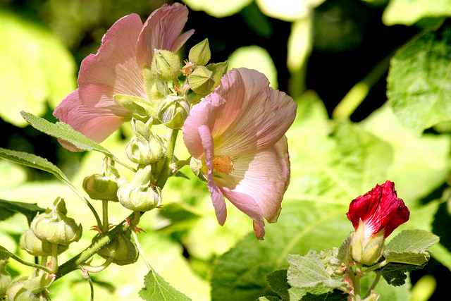 Rose trémière