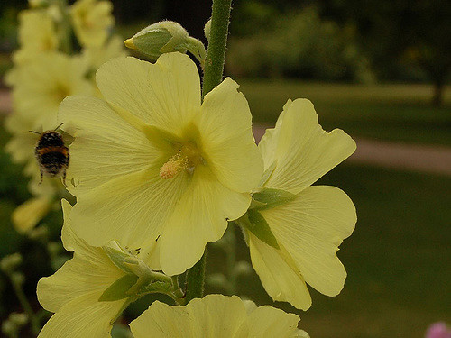 Rose trémière rugosa (Alcea rugosa)