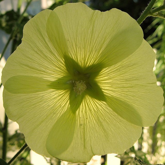 Rose trémière rugosa