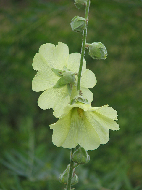 Rose trémière rugosa