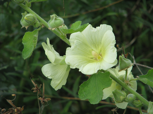 Rose trémière rugosa