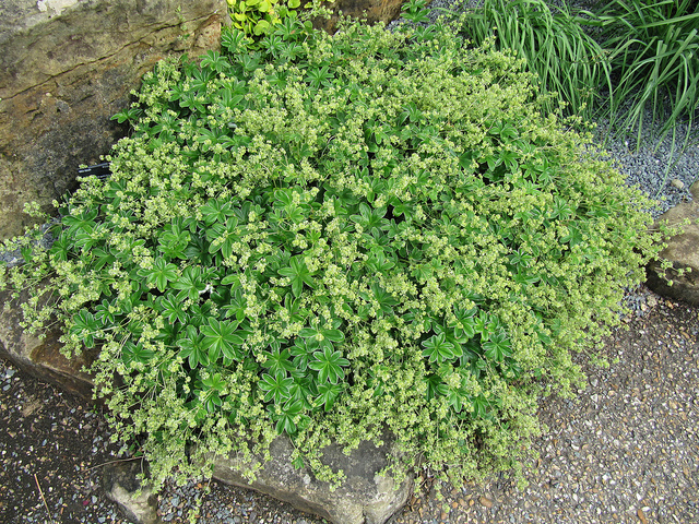 Alchémille à folioles rejointes (Alchemilla conjuncta)