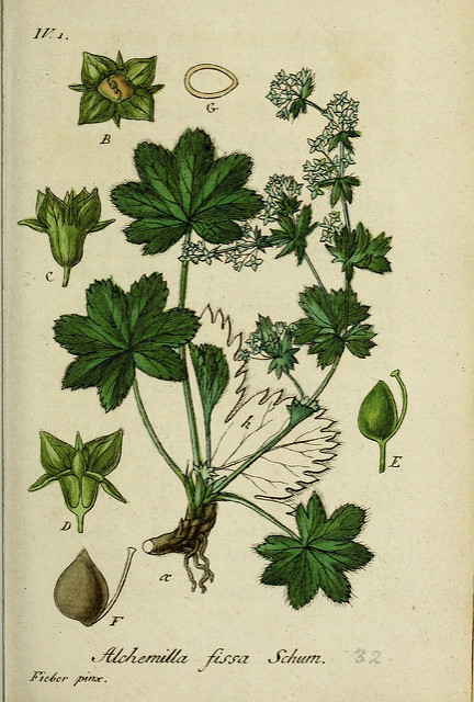Alchémille des pyrénées (Alchemilla fissa)