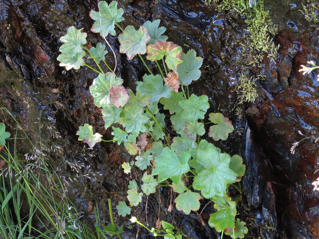 Alchémille alpestre (Alchemilla glabra)