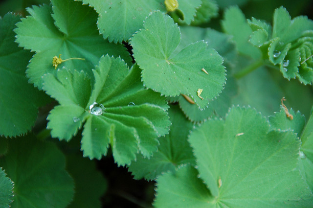 Alchémille des montagnes (Alchemilla monticola)