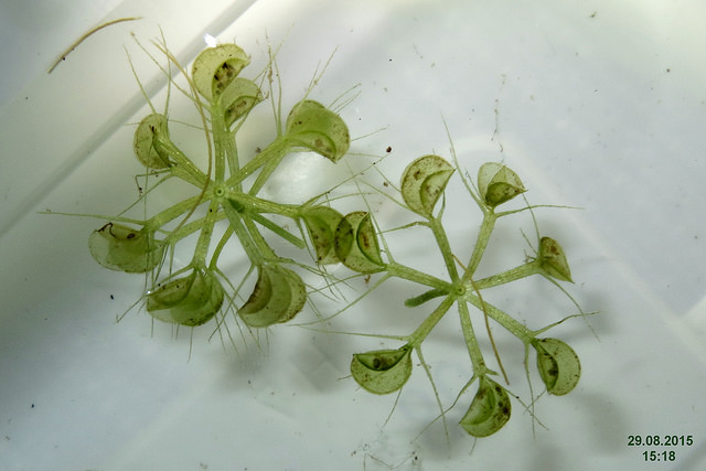 Aldrovanda à vessies (Aldrovanda vesiculosa)