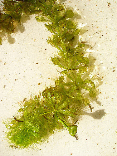 Aldrovanda à vessies