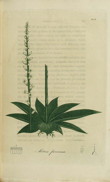 Aletris farinosa