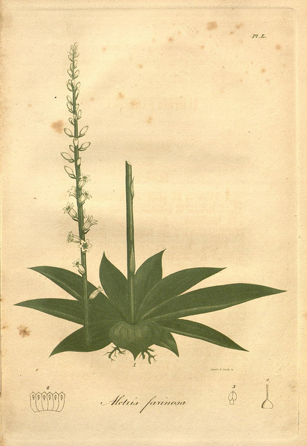 Aletris farinosa