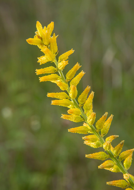 Aletris lutea (Aletris lutea)