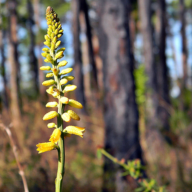 Aletris lutea