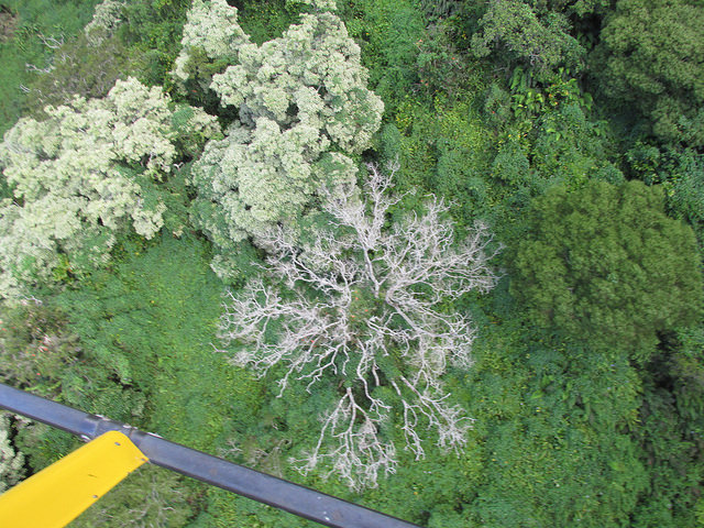 Noyer de bancoule (Aleurites moluccana)