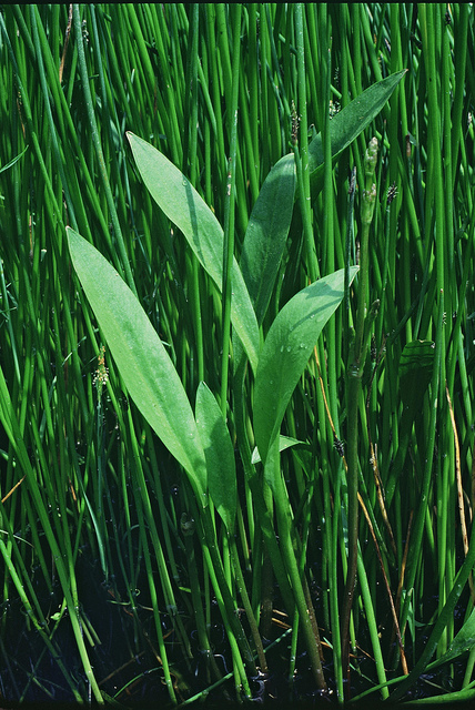Alisma à feuilles de graminée (Alisma gramineum)