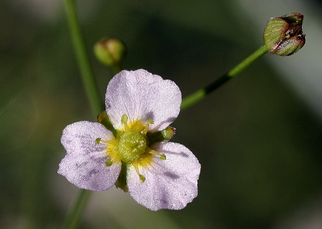 Alisma lancéolée (Alisma lanceolatum)