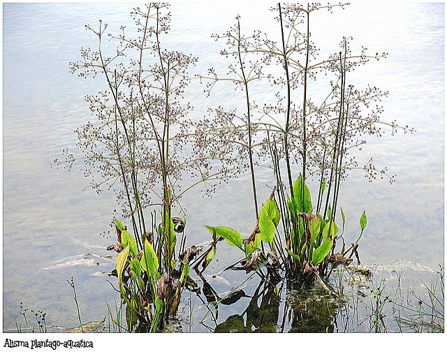 Alisma plantago-aquatica