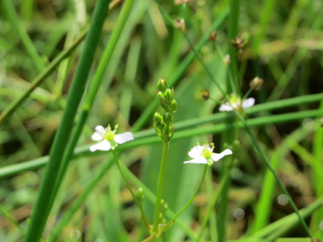 Alisma plantago-aquatica
