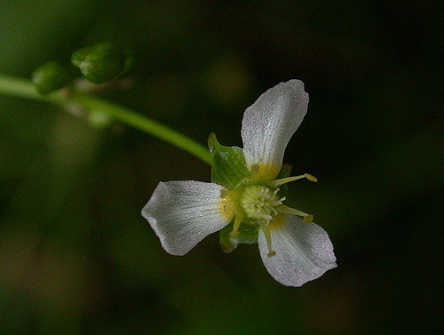 Alisma plantago-aquatica