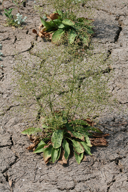 Alisma plantago-aquatica