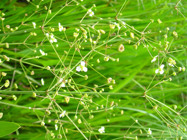 Alisma plantago-aquatica