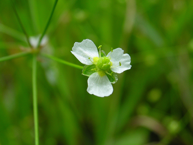Alisma plantago-aquatica (Alisma plantago-aquatica)