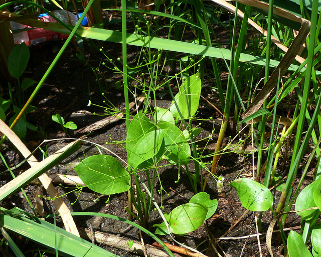 Alisma subcordatum (Alisma subcordatum)