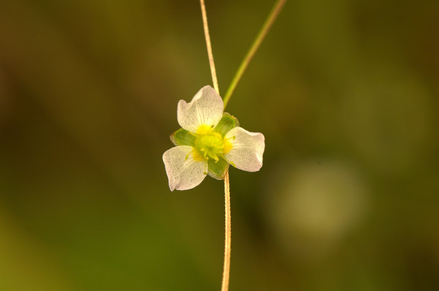Alisma triviale (Alisma triviale)