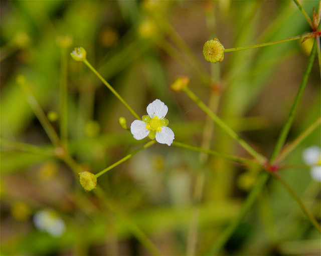Alisma triviale