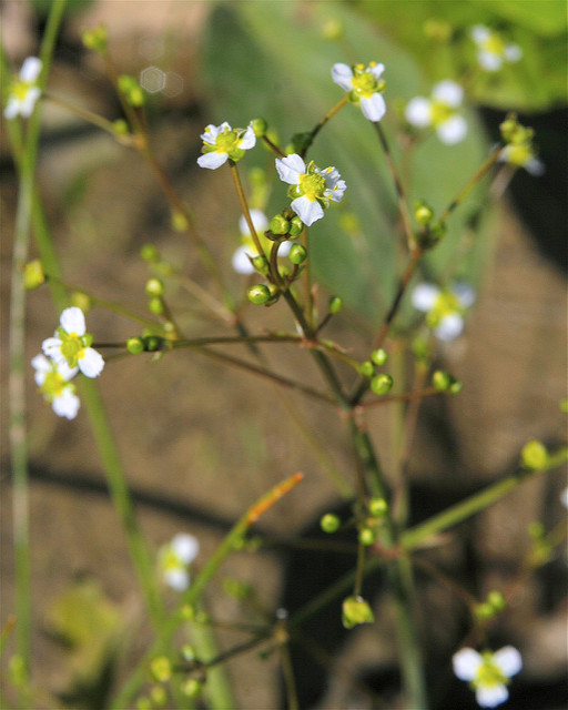 Alisma triviale