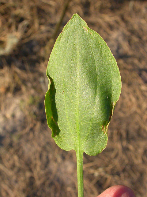 Alisma triviale