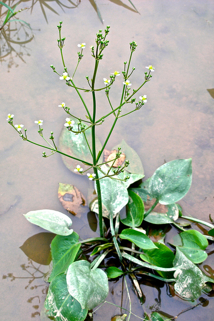 Alisma triviale