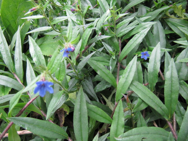 Orcanette des teinturiers (Alkanna tinctoria)