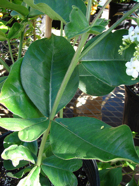 Allamanda blanchetii
