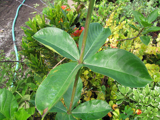 Allamanda blanchetii