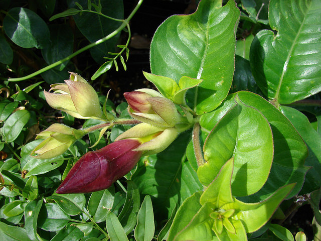 Allamanda blanchetii
