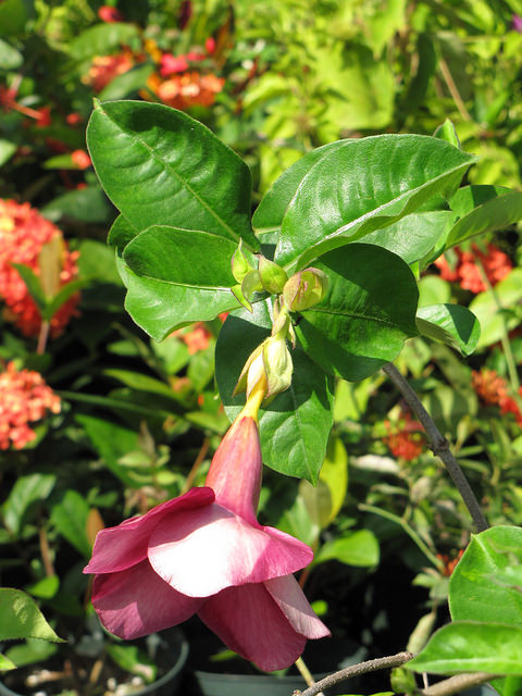 Allamanda blanchetii