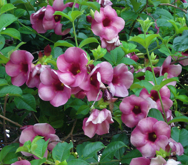 Allamanda blanchetii