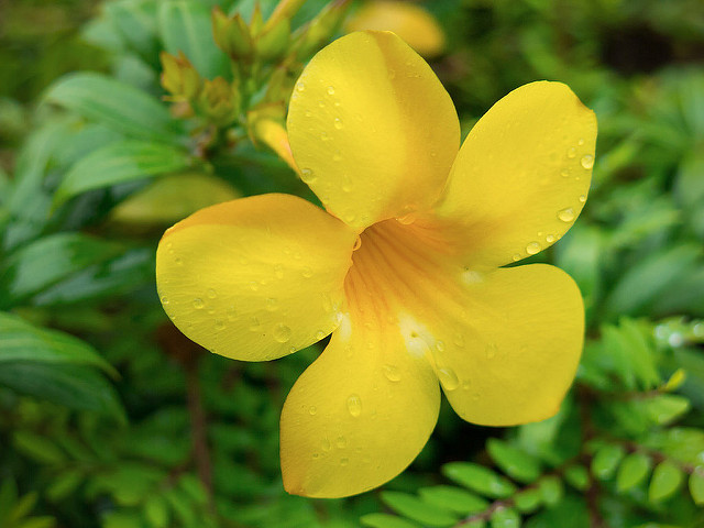 Allamanda jaune