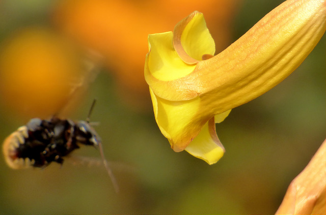 Allamanda jaune
