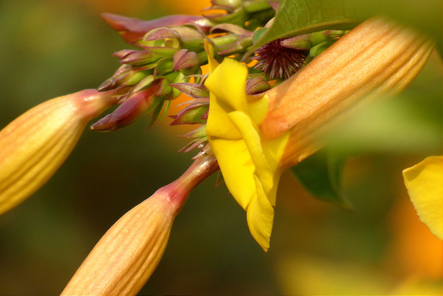 Allamanda jaune