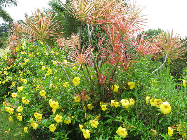 Allamanda jaune